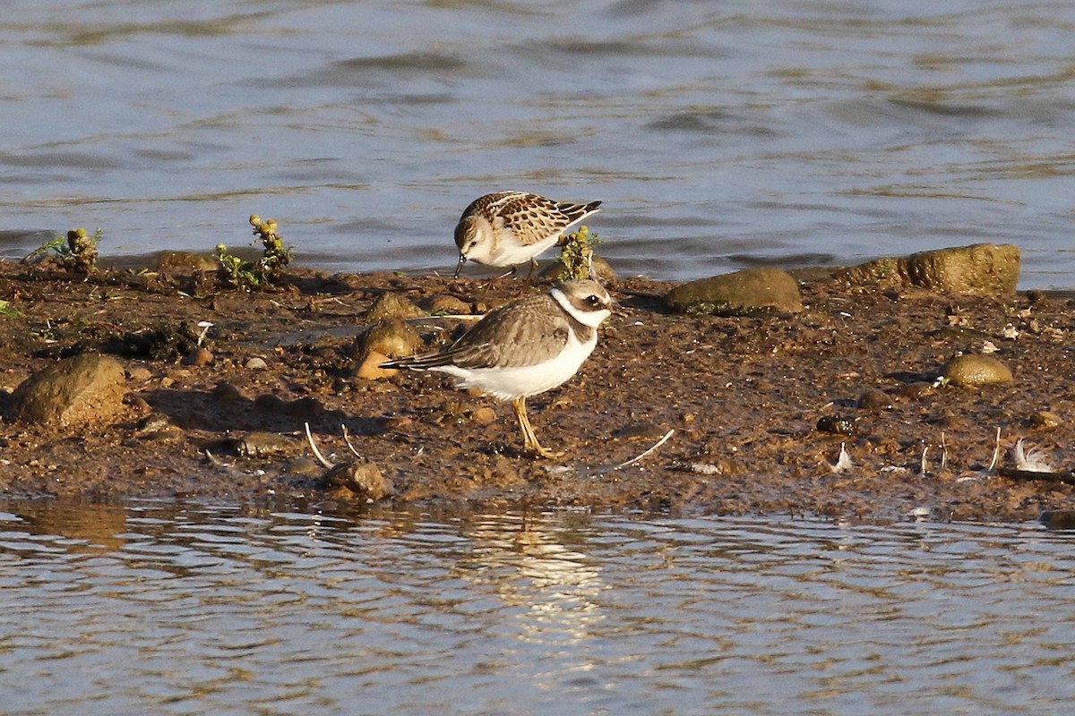 Little Stint - ML644227136