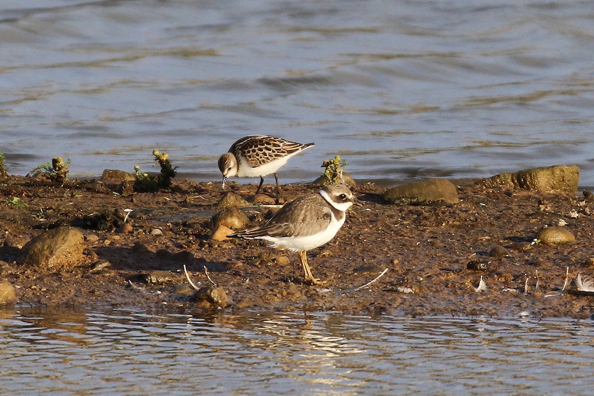 Bécasseau minute - ML644227137