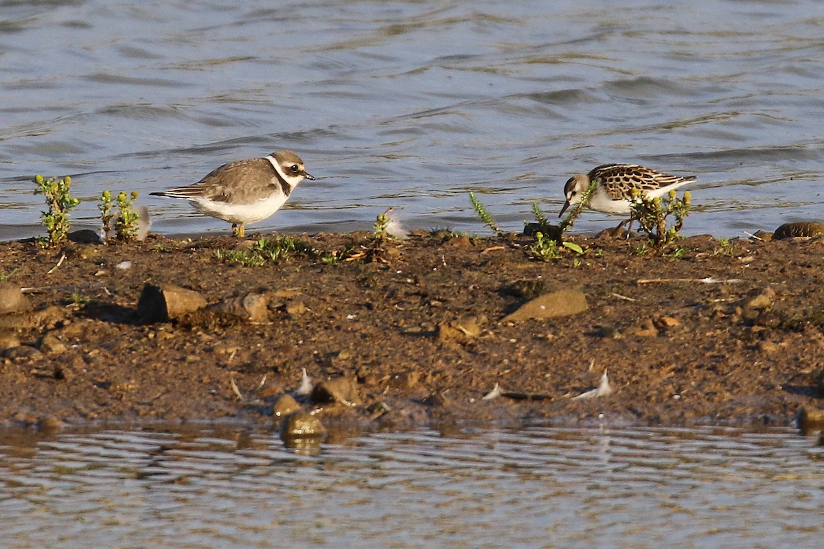 Bécasseau minute - ML644227138