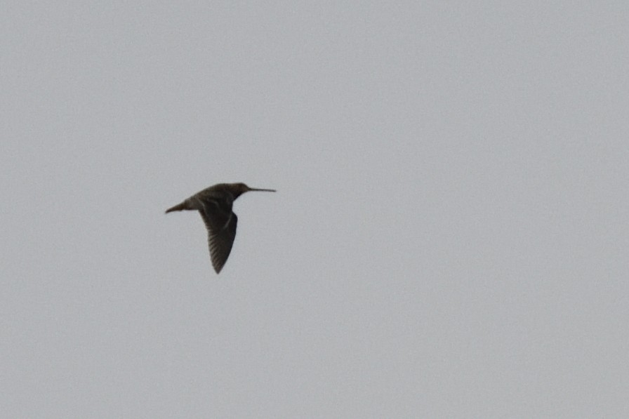 Wilson's Snipe - ML644227141