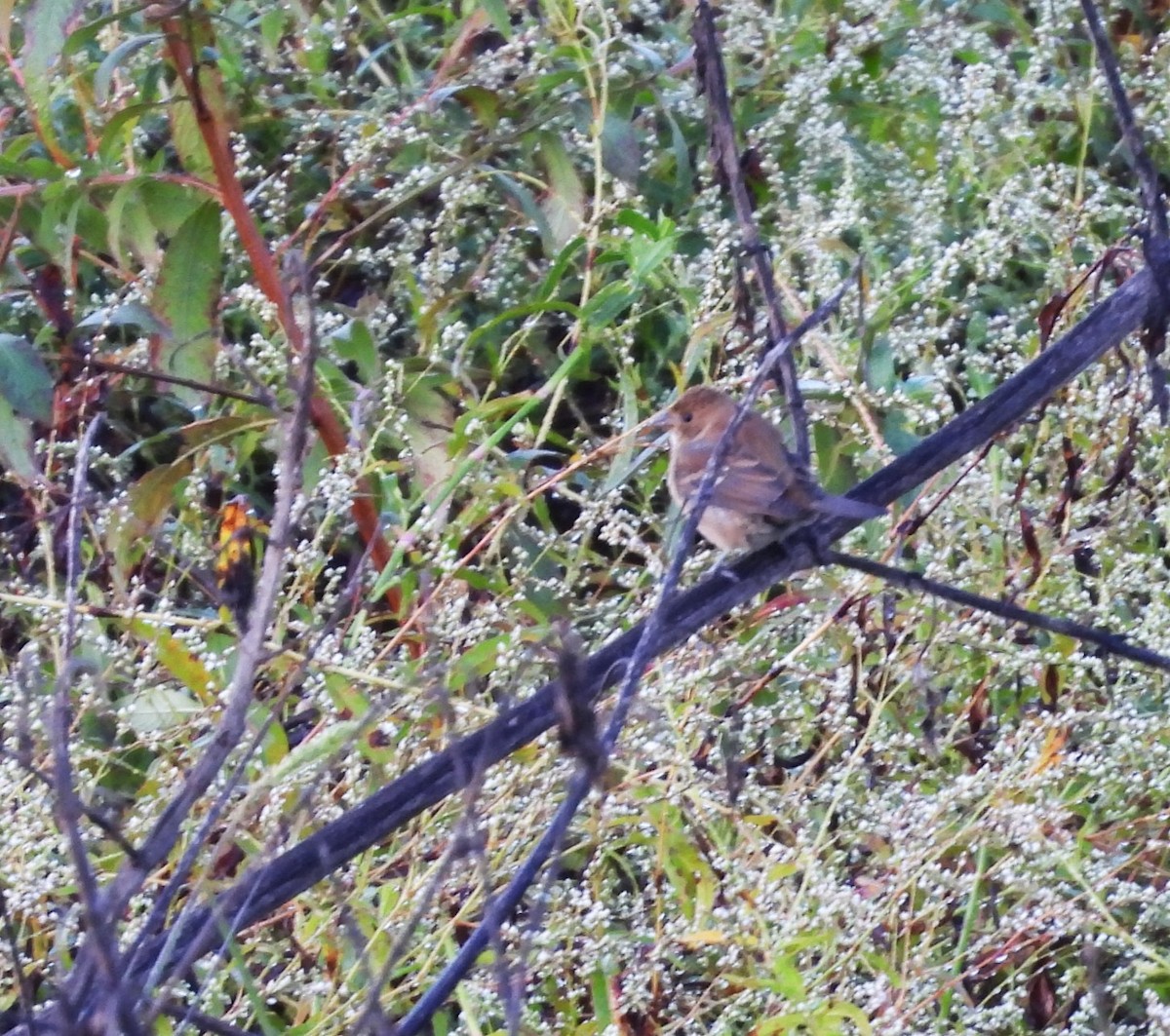 Passerin indigo - ML644227142
