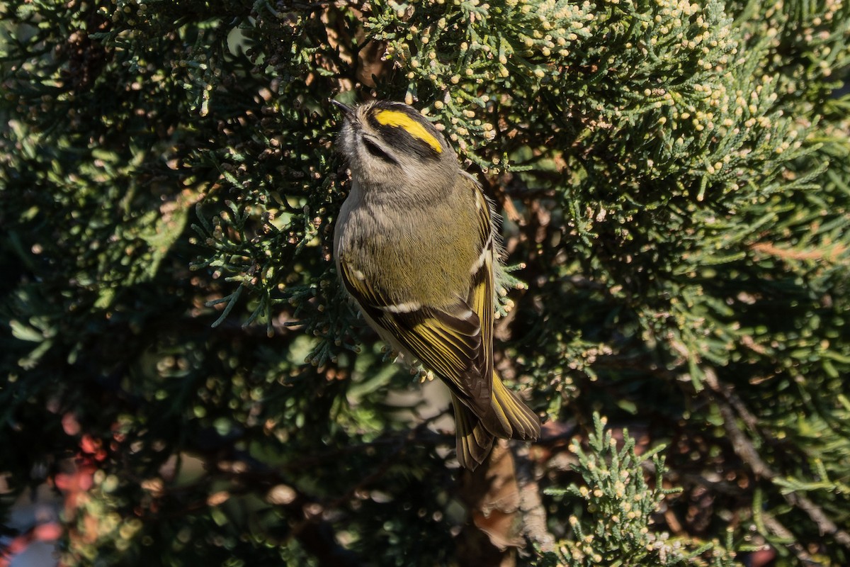 Golden-crowned Kinglet - ML644227160
