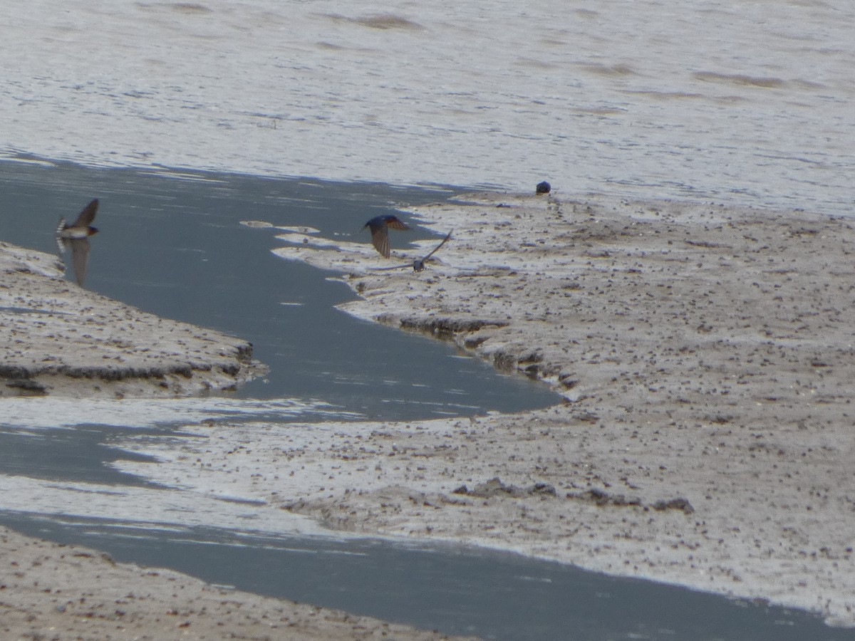 Welcome Swallow - ML644227163