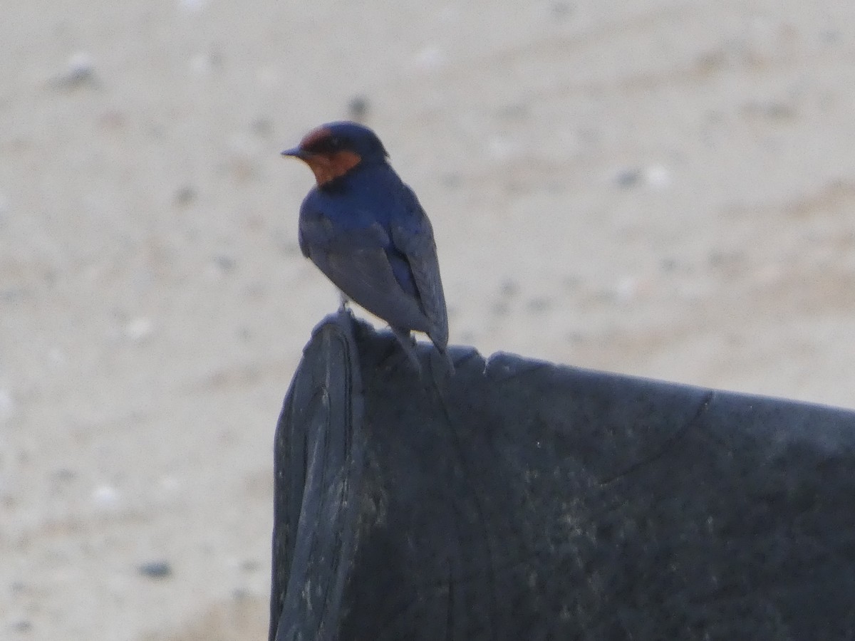 Welcome Swallow - ML644227164