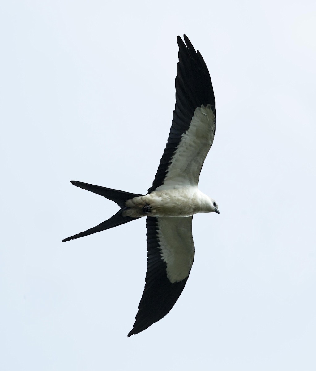 Swallow-tailed Kite - ML644227175