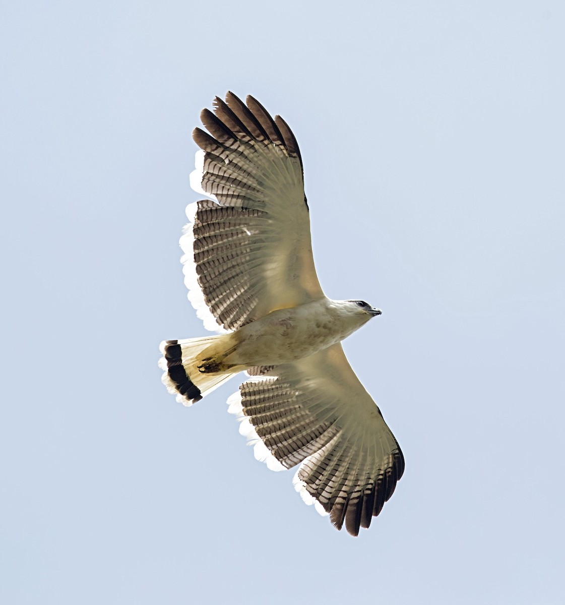 White Hawk - ML644227185