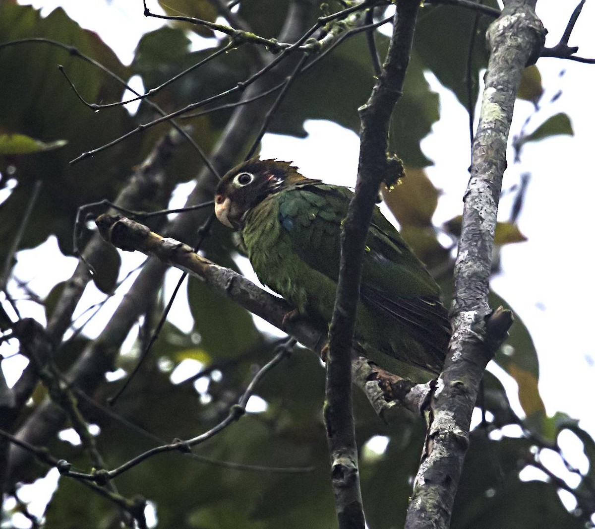 Brown-hooded Parrot - ML644227194