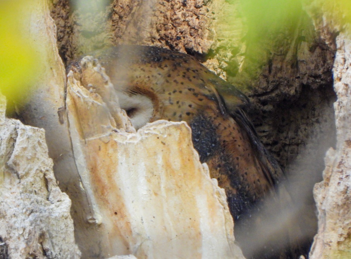 American Barn Owl - ML644227199