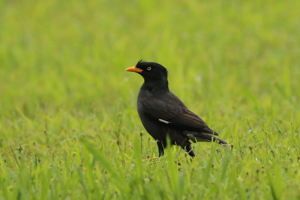 Javan Myna - ML644227213