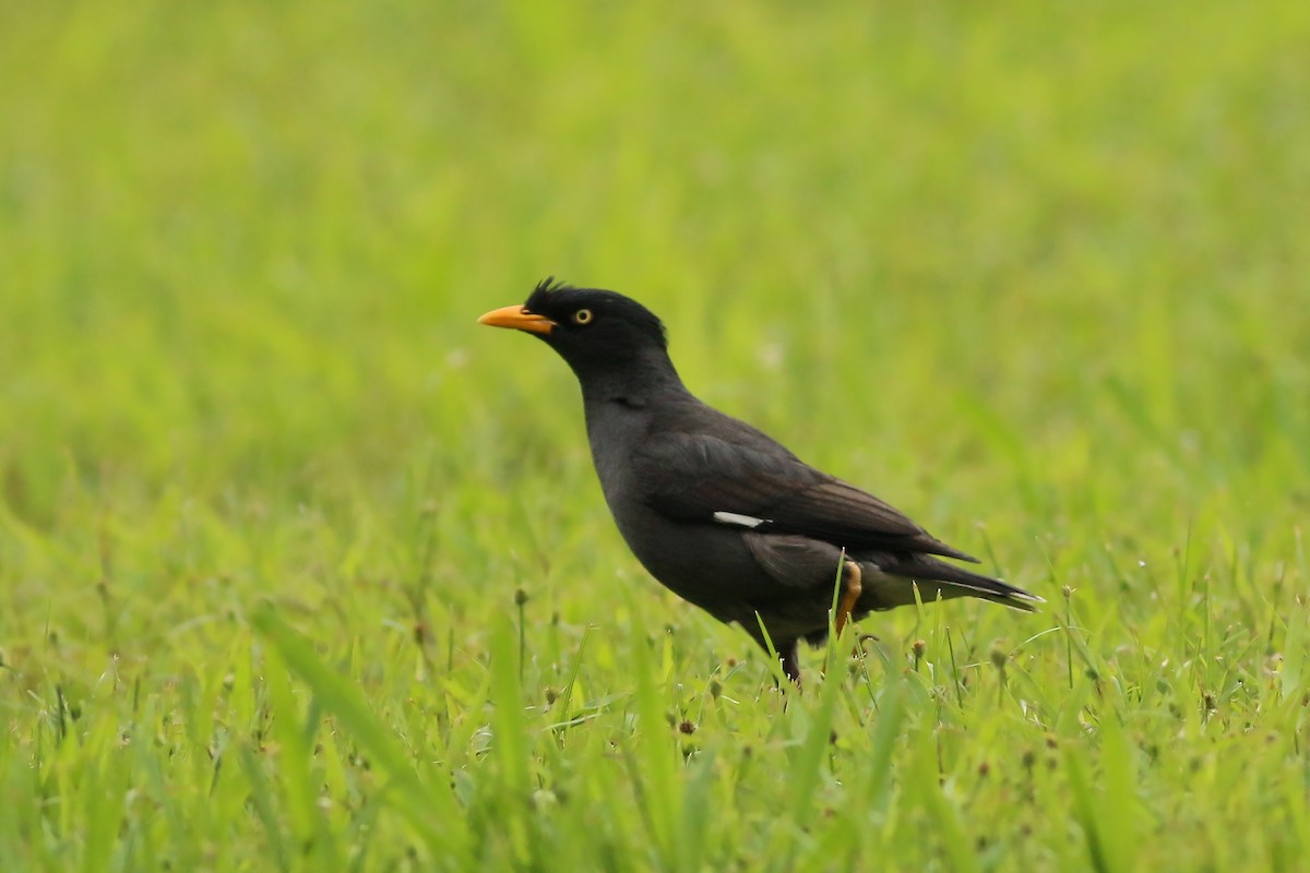 Javan Myna - ML644227214