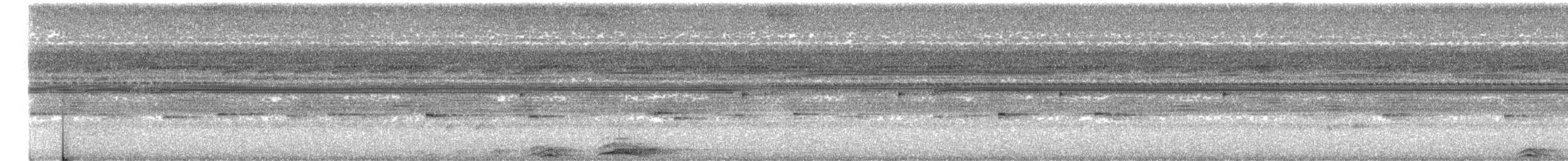 Zebrakauz - ML644227221