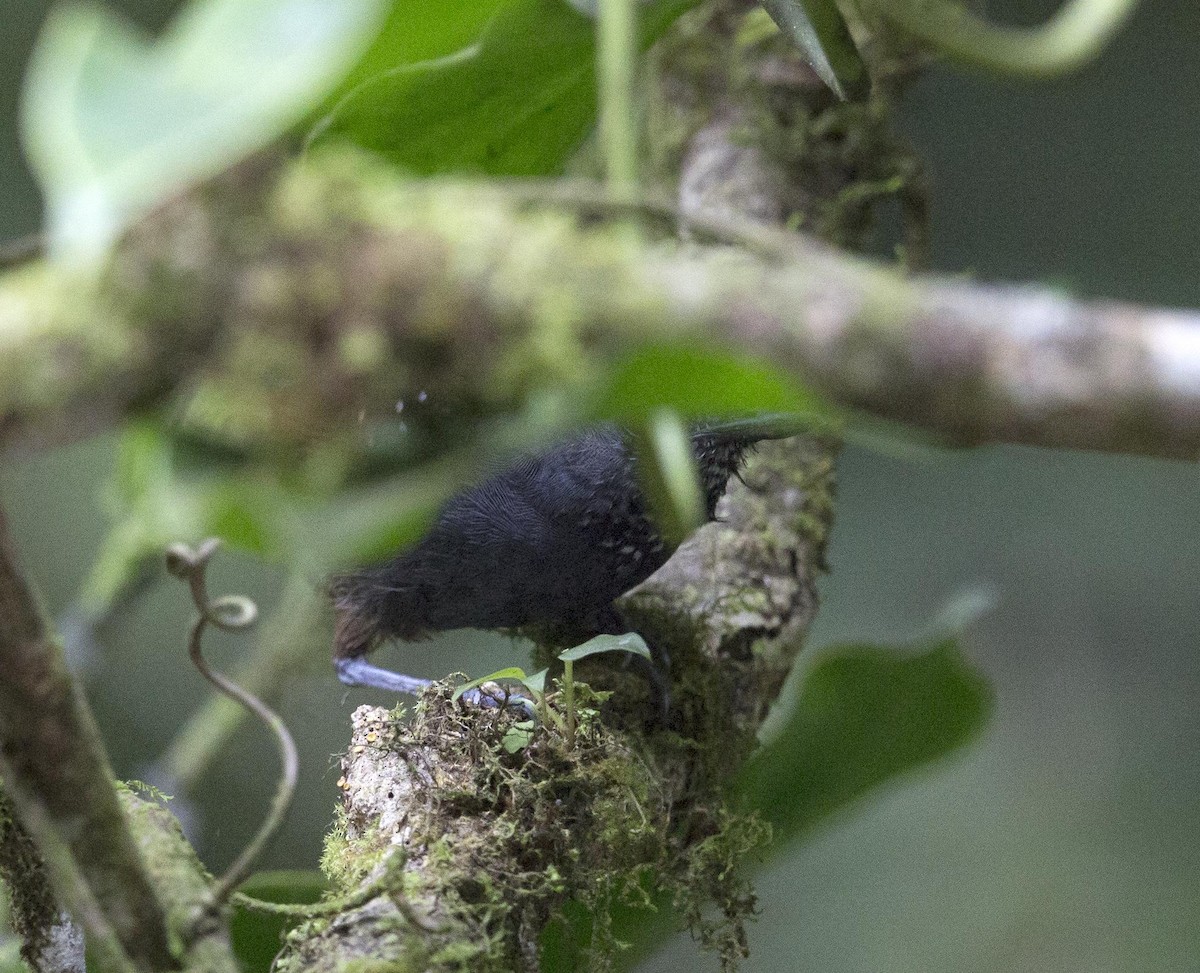 Dull-mantled Antbird - ML644227227