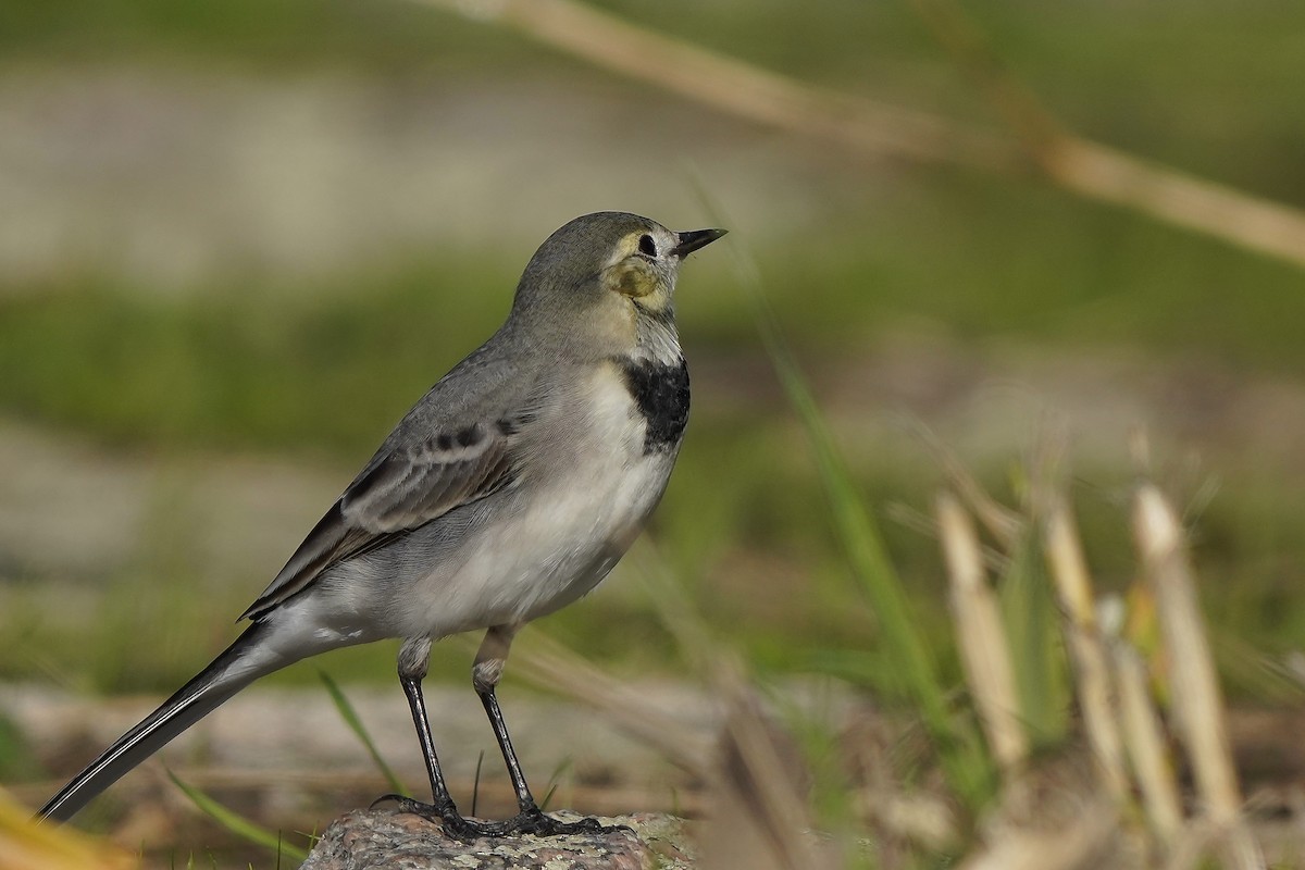 White Wagtail - ML644227228