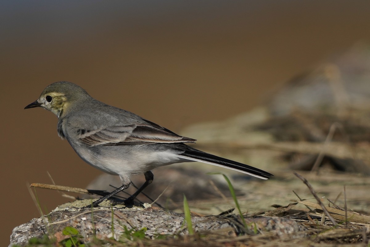 White Wagtail - ML644227229