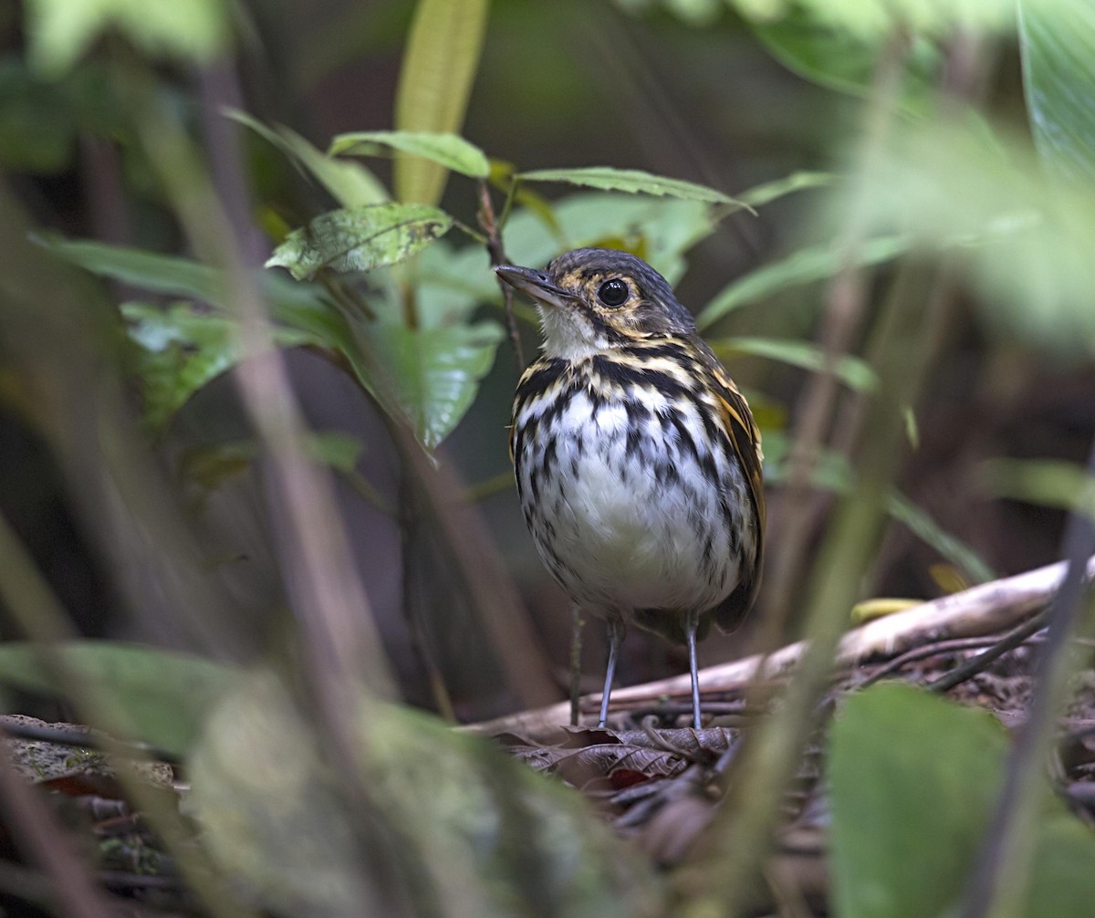 Streak-chested Antpitta - ML644227234