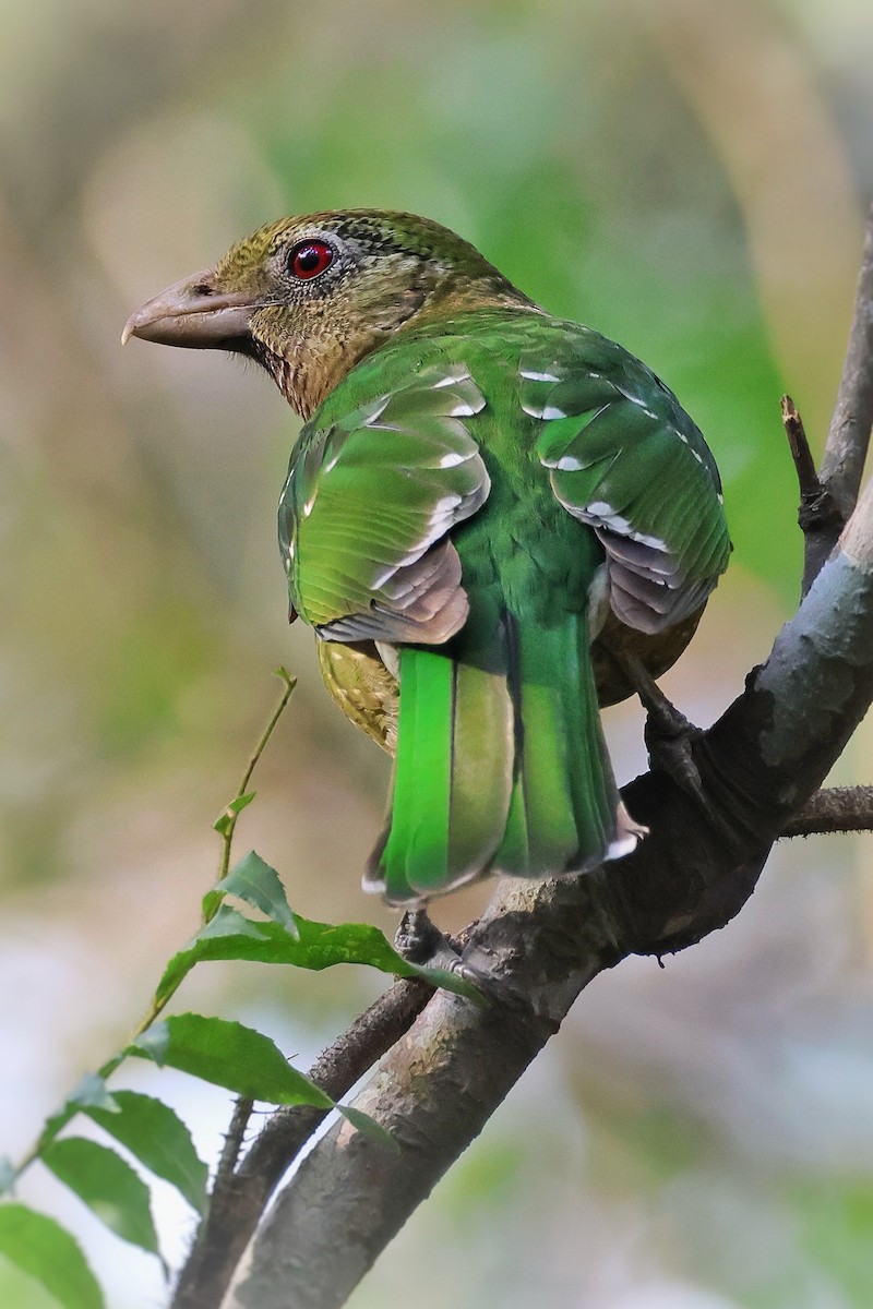 Green Catbird - ML644227236