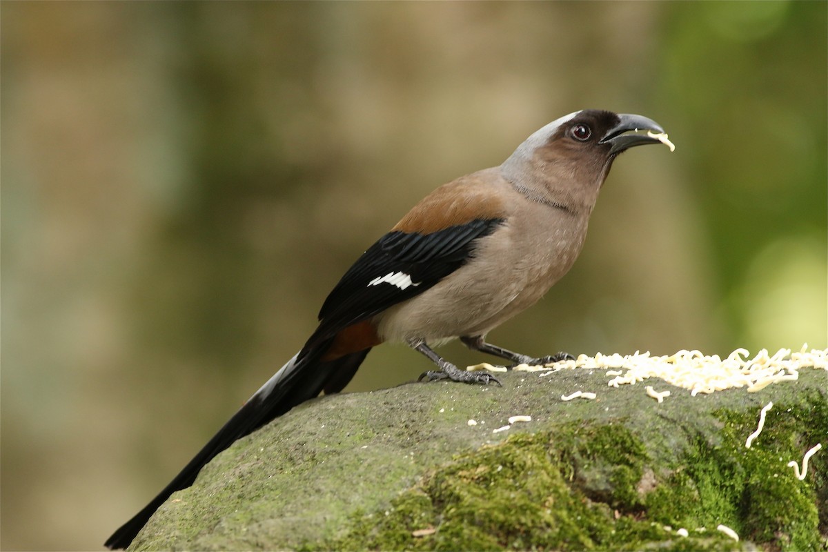 Gray Treepie - ML644227239