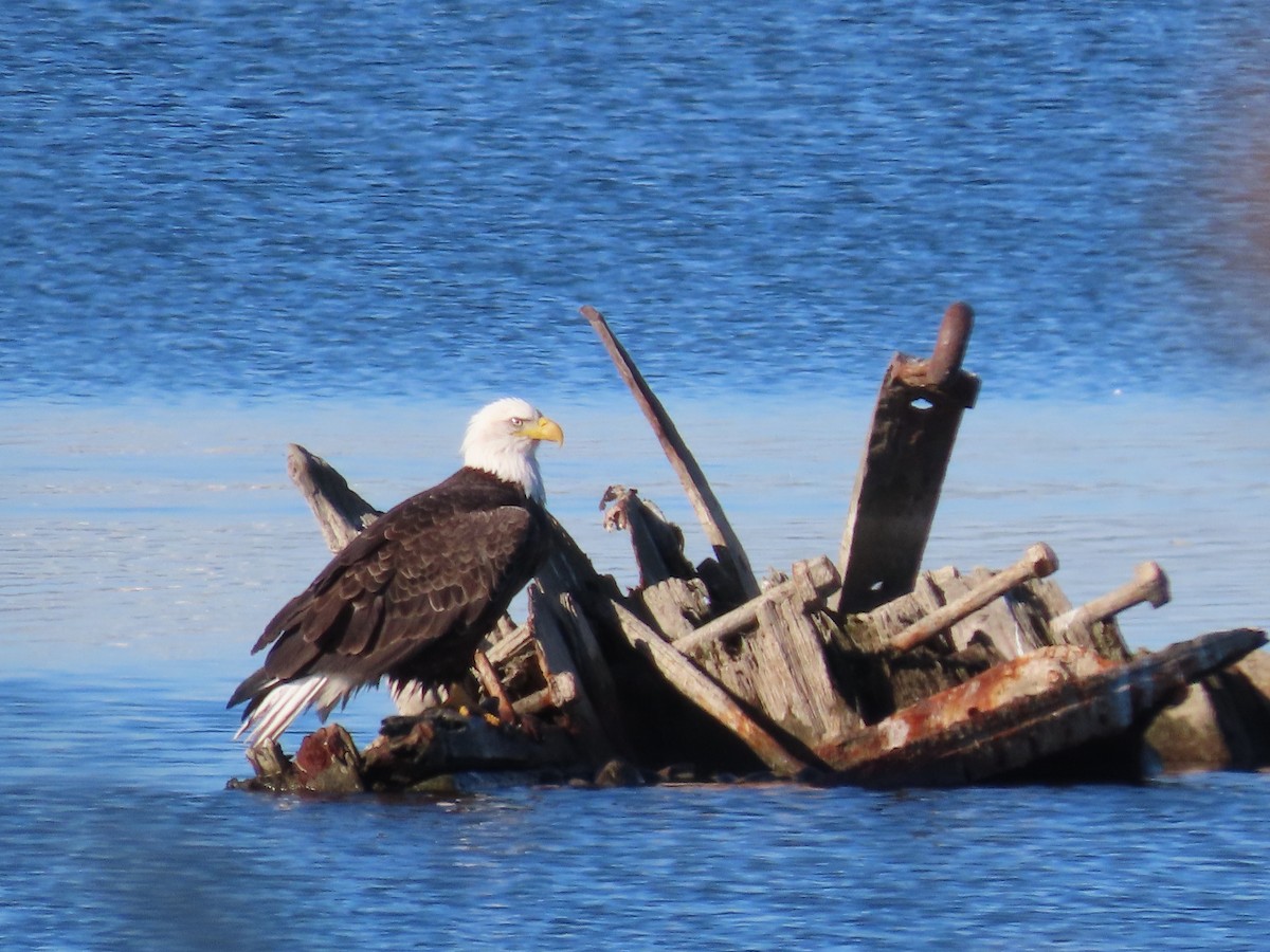Bald Eagle - ML644227244