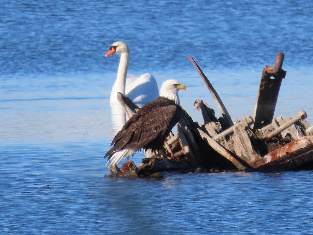 Bald Eagle - ML644227245