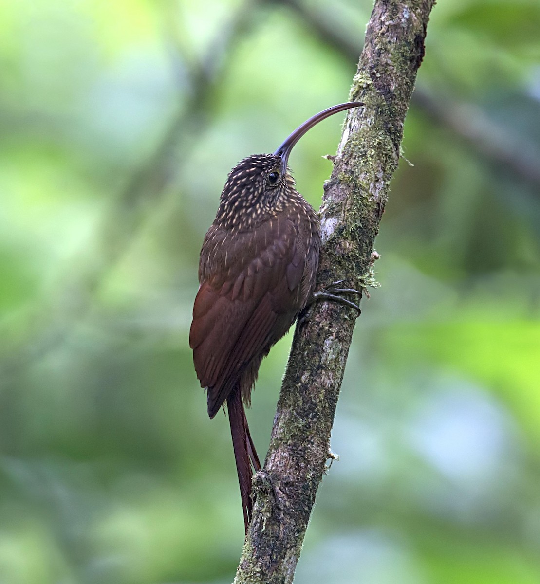 Brown-billed Scythebill - ML644227249