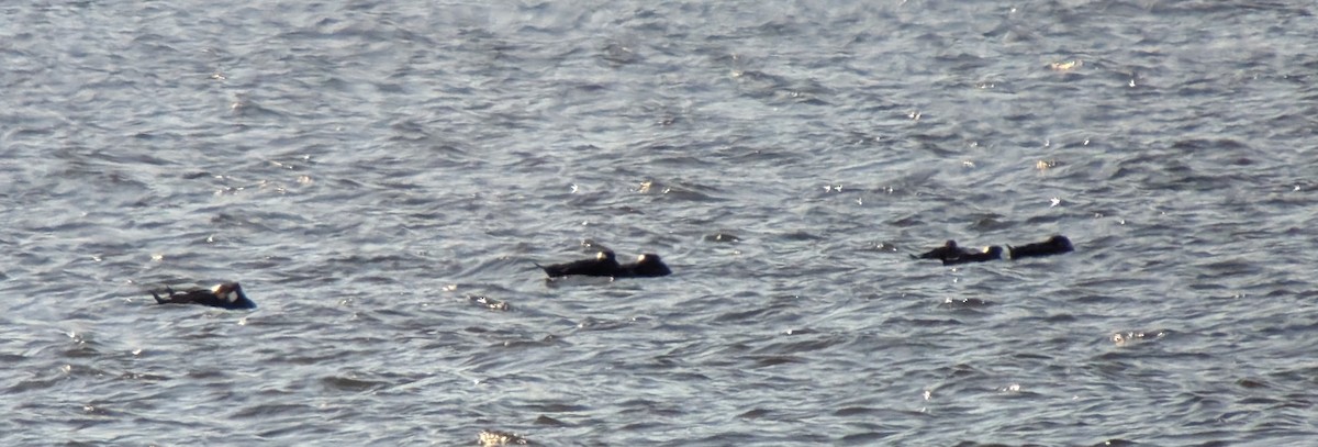 turpan pestrozobý - ML644227261