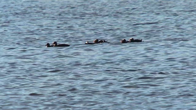 turpan pestrozobý - ML644227262