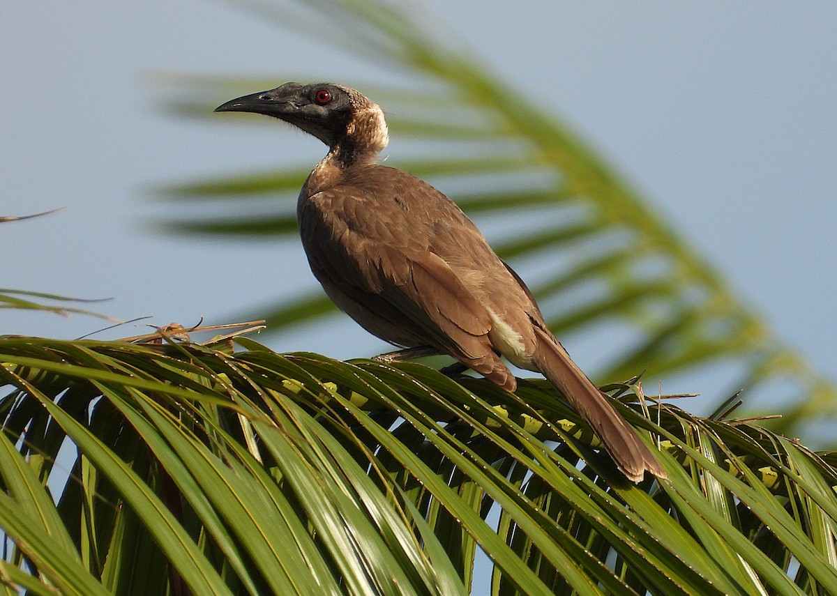 hjelmmunkefugl - ML644227266