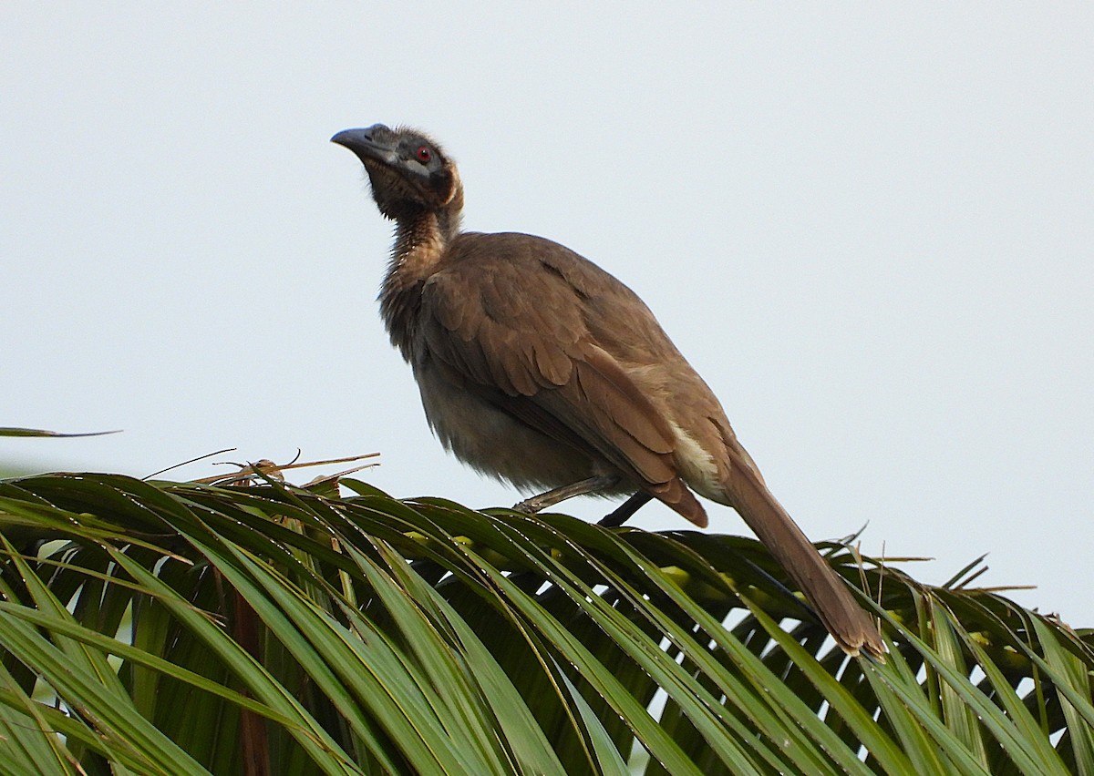 hjelmmunkefugl - ML644227268