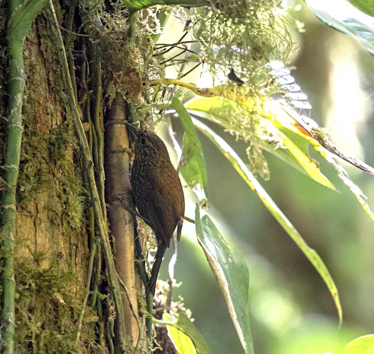 Spotted Barbtail - ML644227270