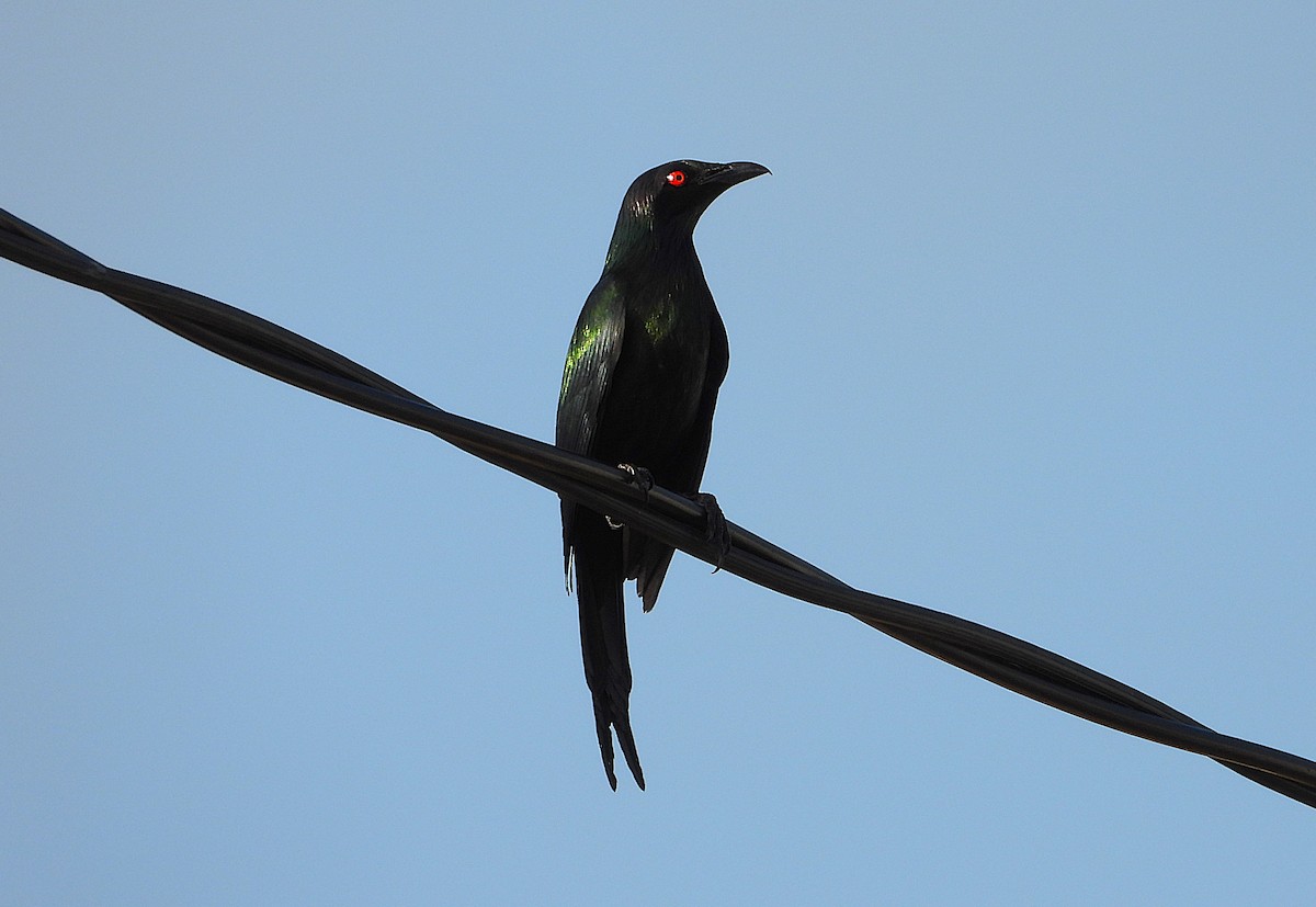 Metallic Starling - ML644227275