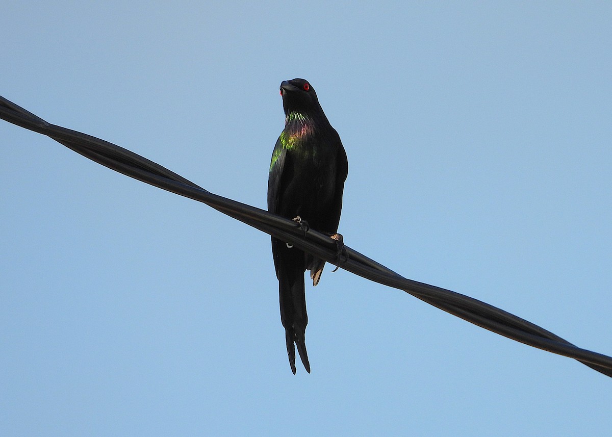 Metallic Starling - ML644227282