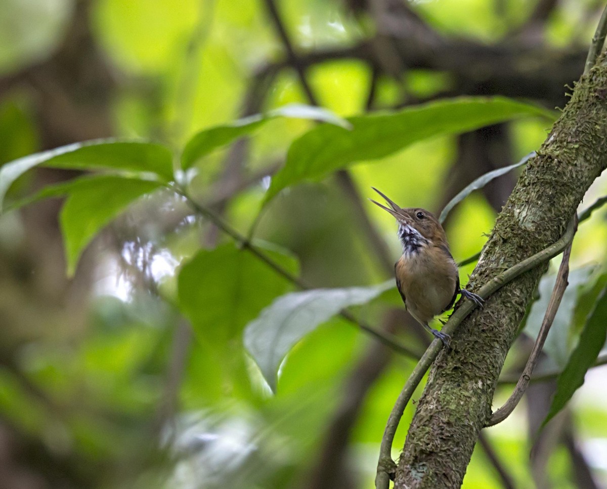 Long-billed Gnatwren - ML644227286