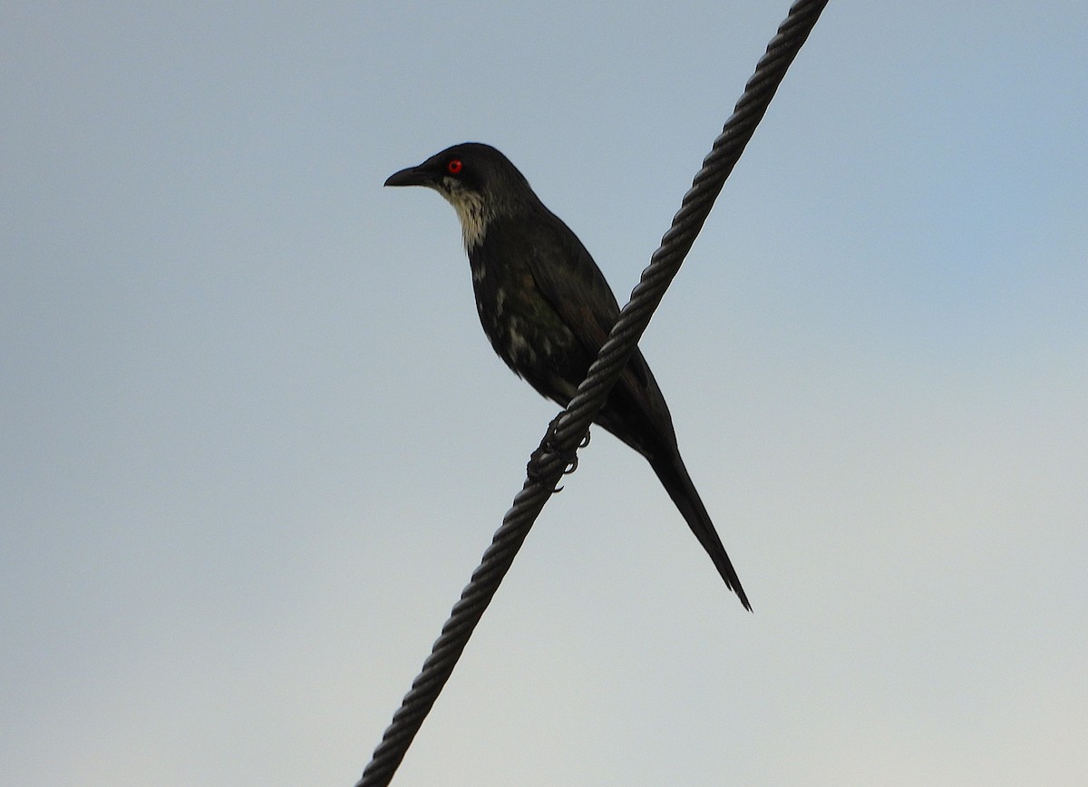 Metallic Starling - ML644227292