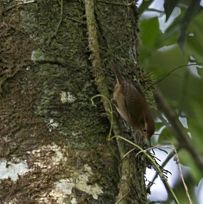 Ochraceous Wren - ML644227293