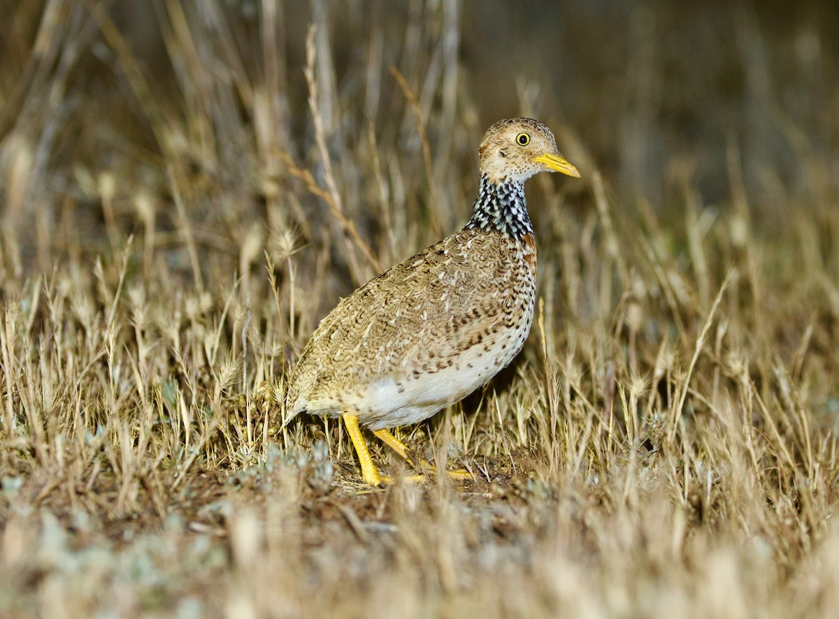 Plains-wanderer - ML644227296