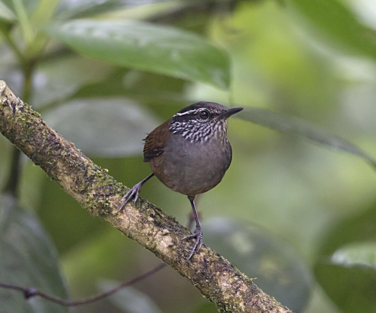 Gray-breasted Wood-Wren - ML644227302