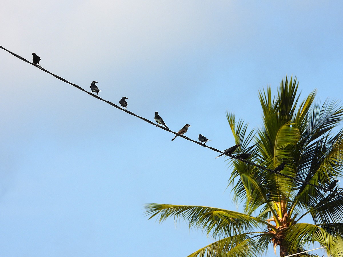 Metallic Starling - ML644227304