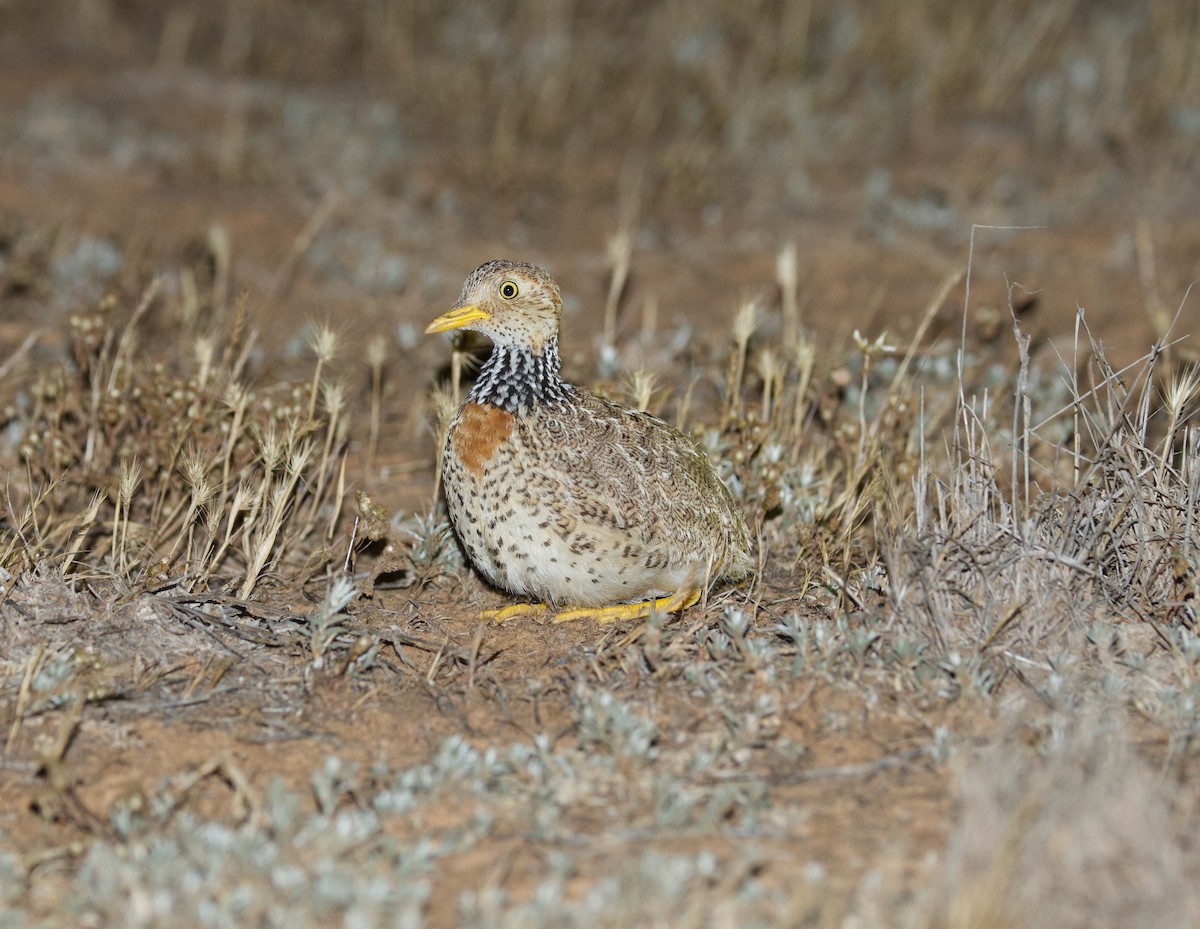 Plains-wanderer - ML644227306