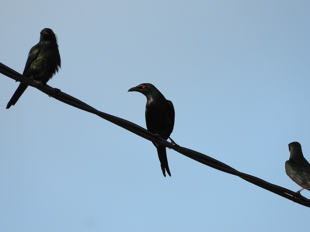 Metallic Starling - ML644227309