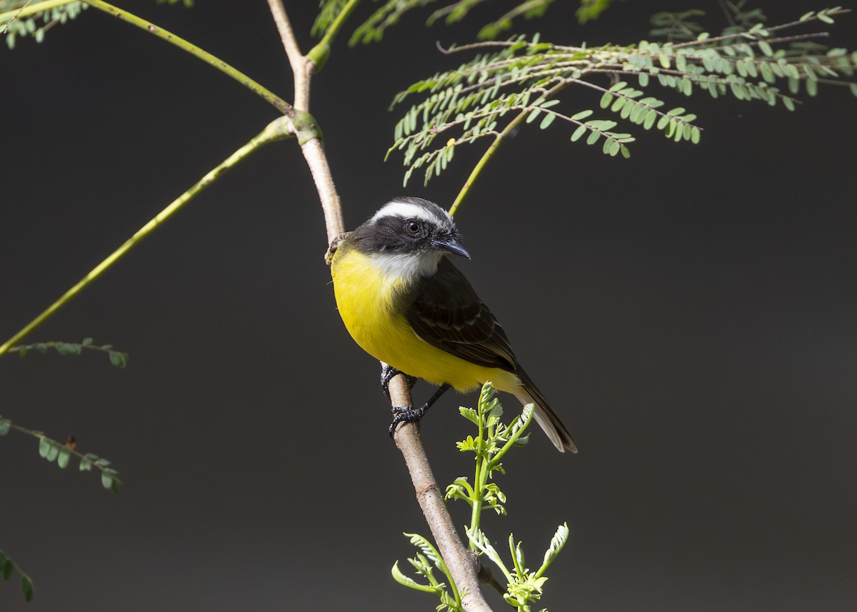 Tyran sociable - ML644227311