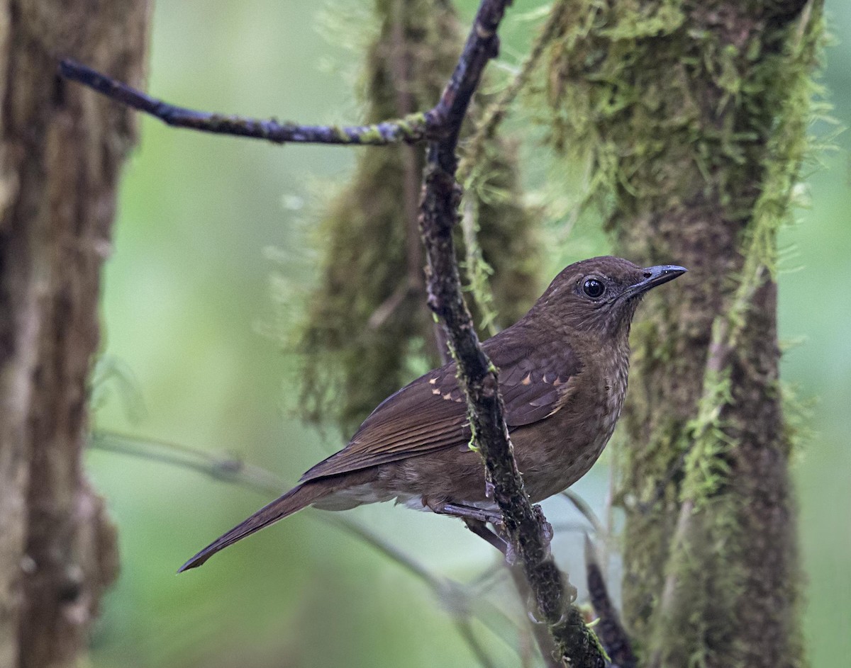 Pale-vented Thrush - ML644227312