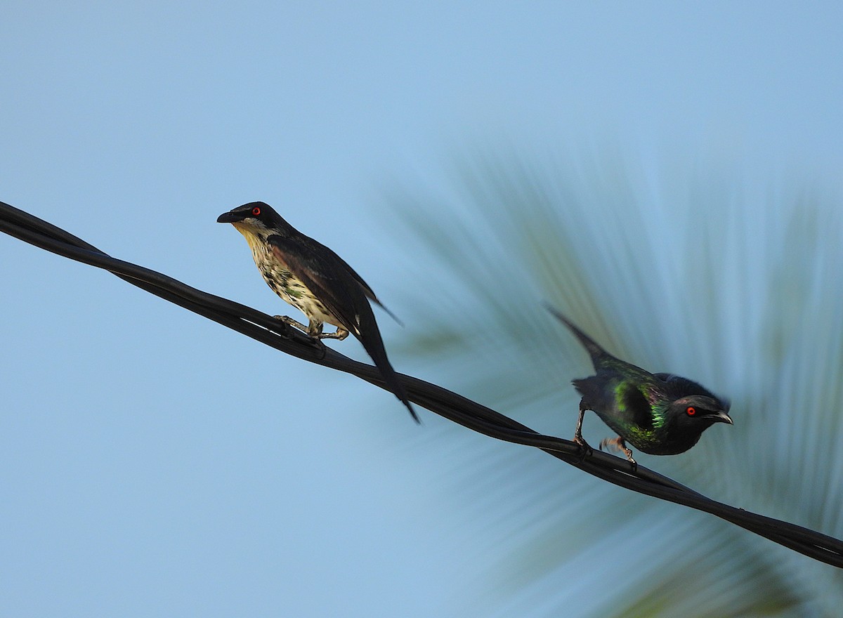 Metallic Starling - ML644227314