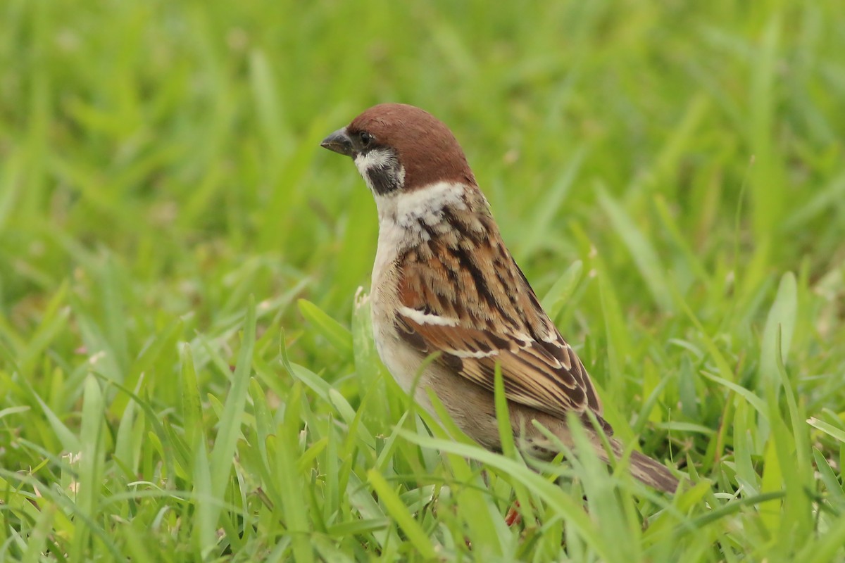 Eurasian Tree Sparrow - ML644227315