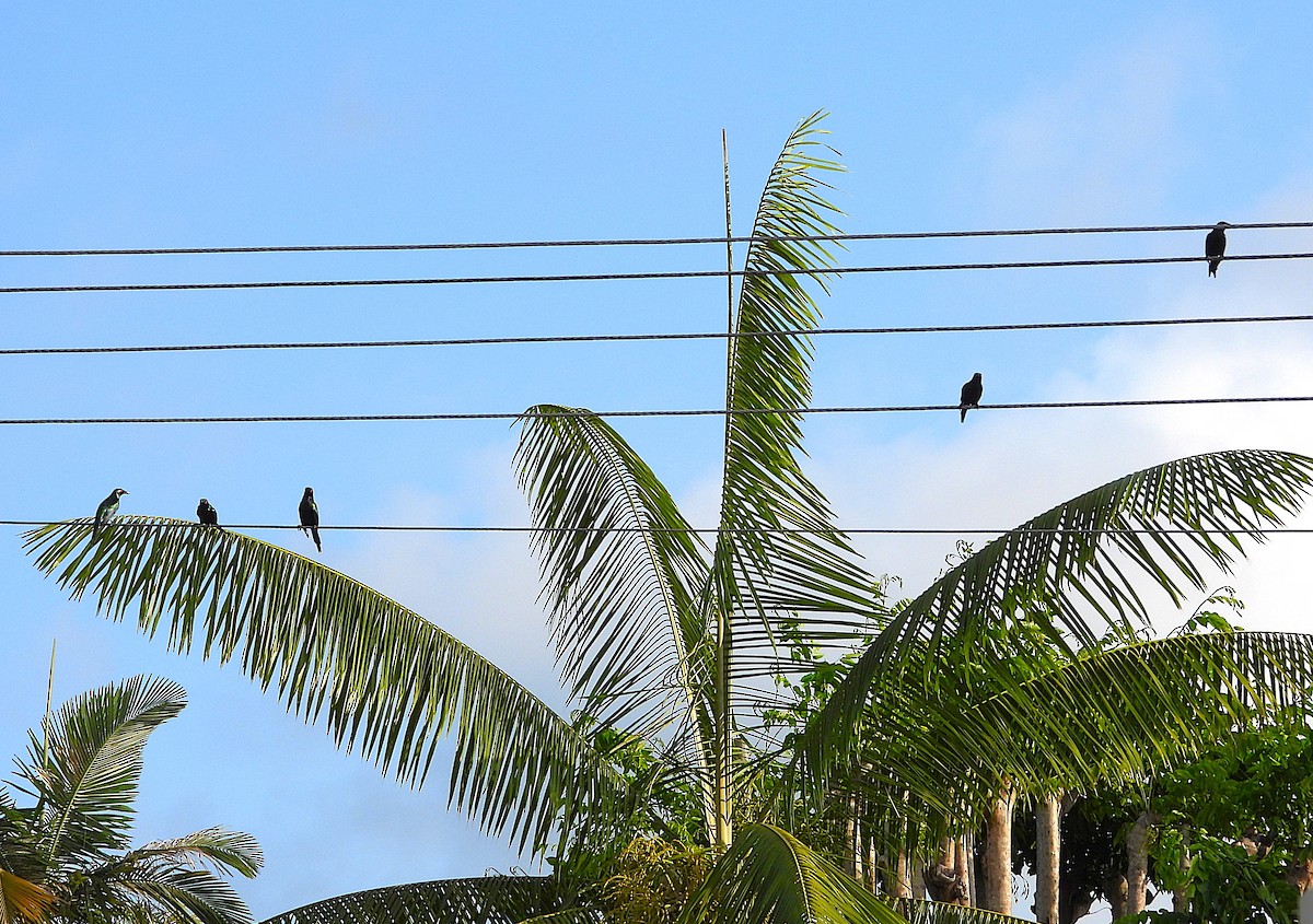 Metallic Starling - ML644227316