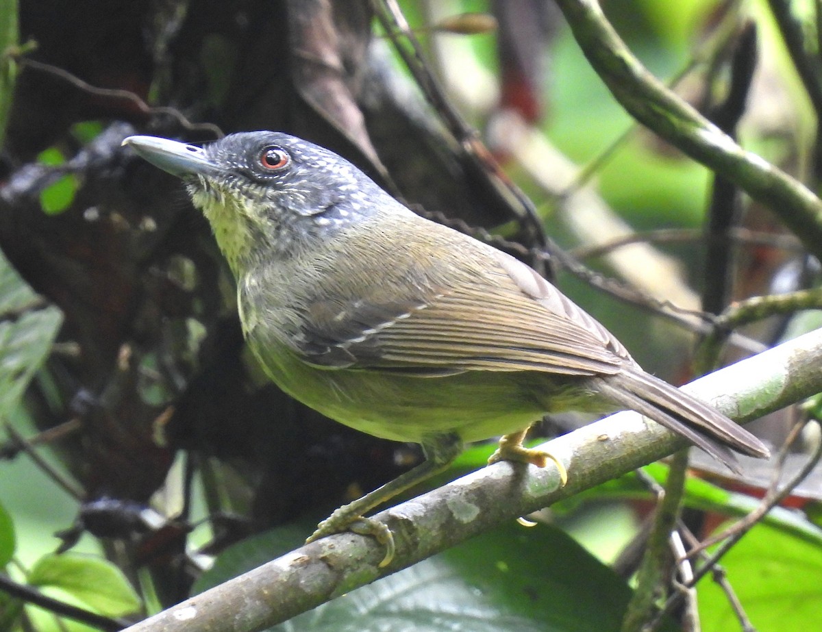 Spot-breasted Antvireo - ML644227317