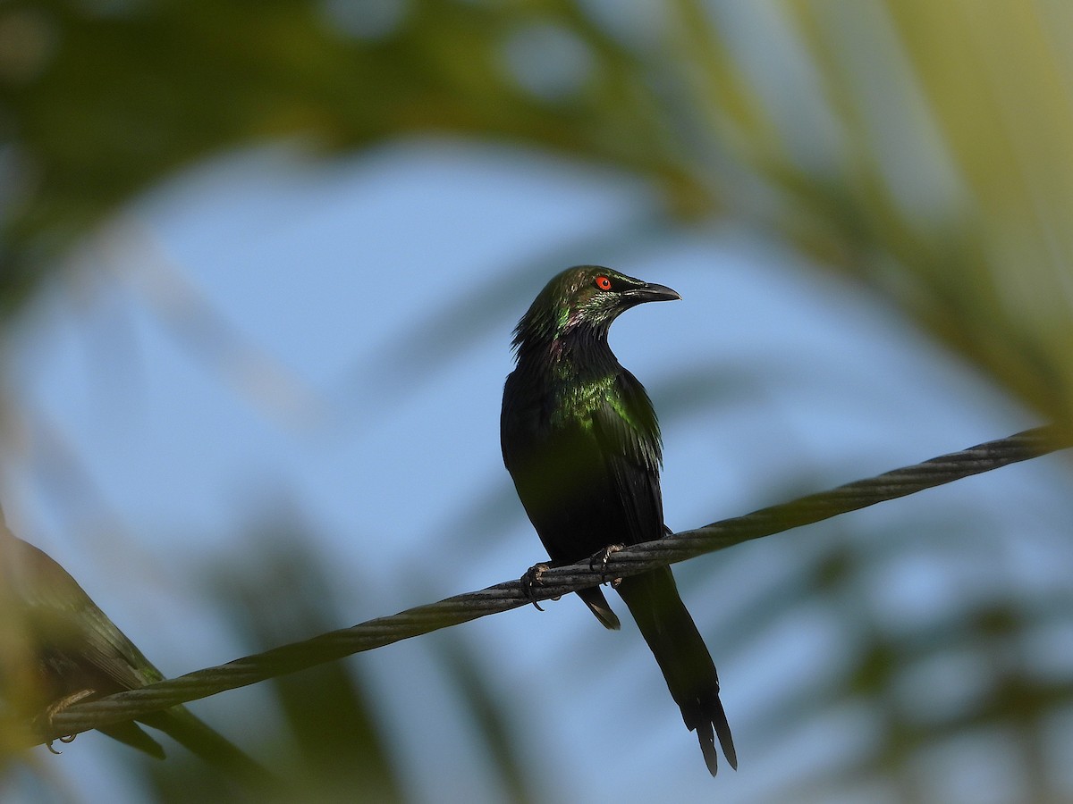 Metallic Starling - ML644227319