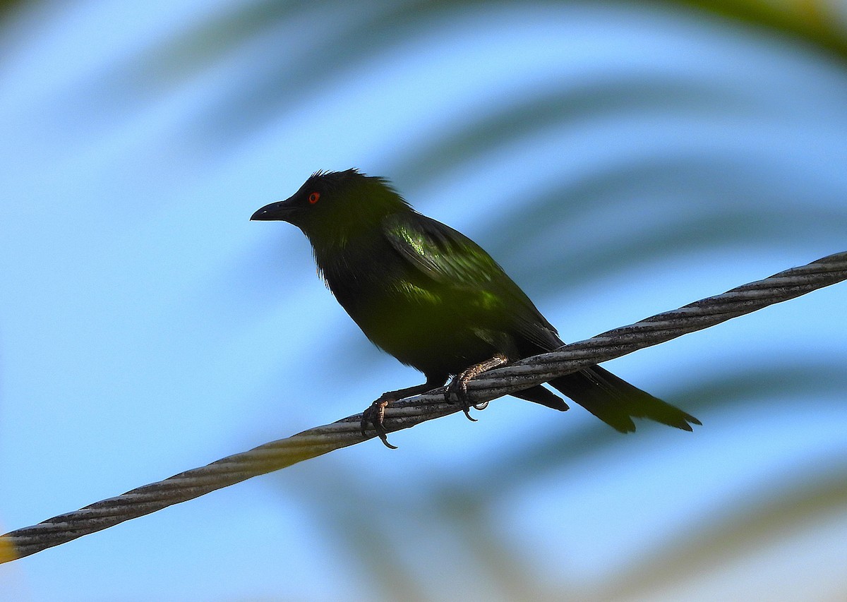 Metallic Starling - ML644227321