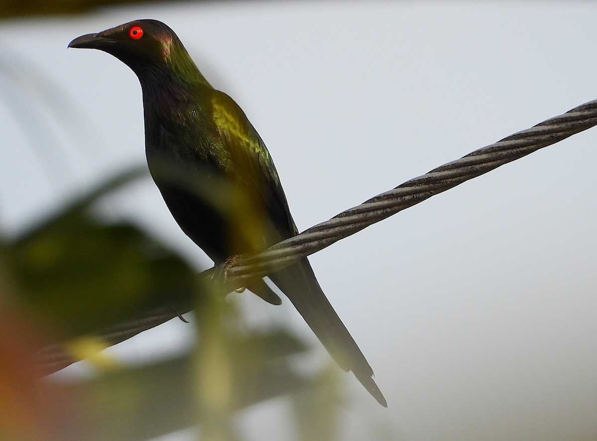 Metallic Starling - ML644227324