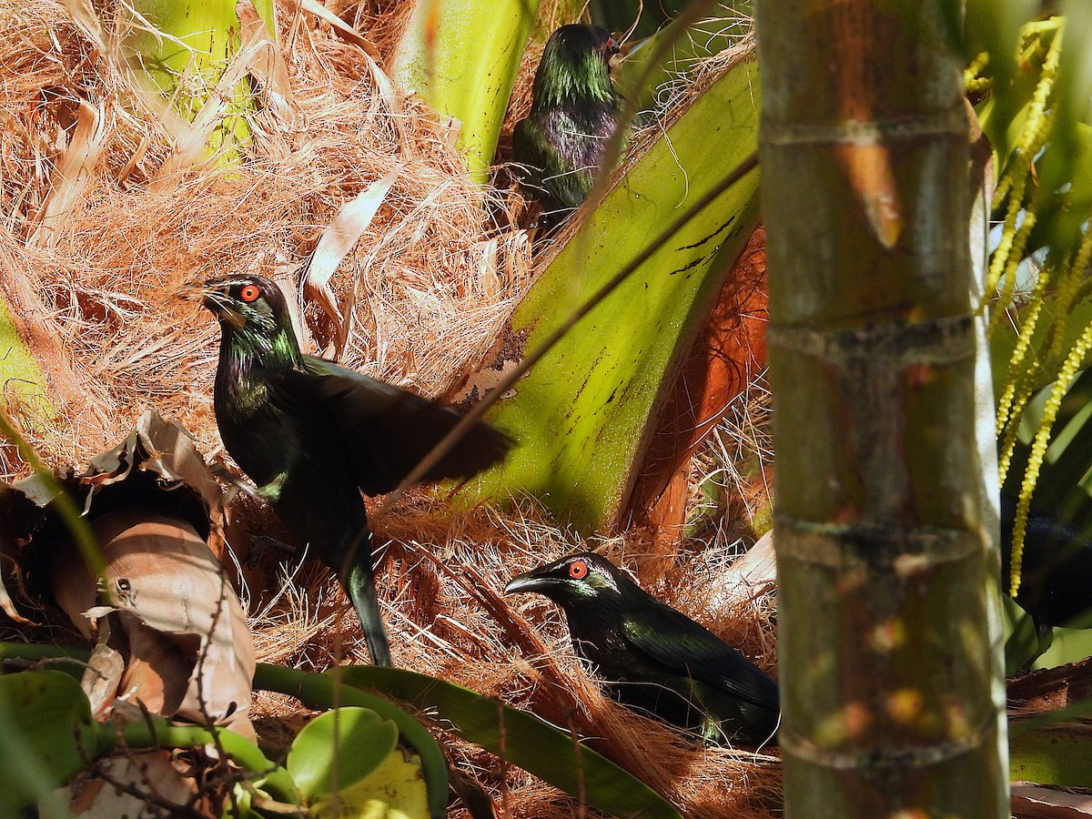 Metallic Starling - ML644227325