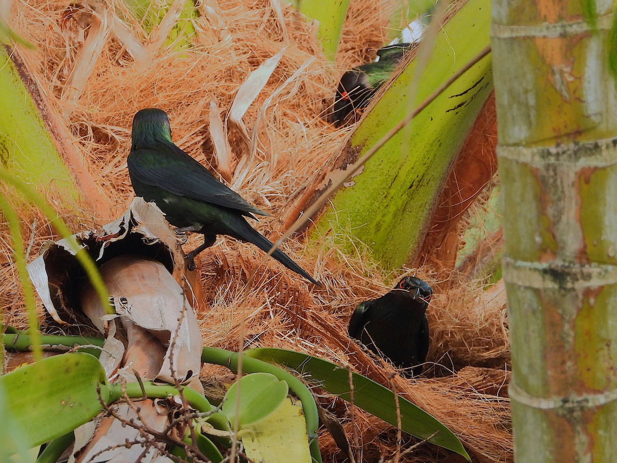 Metallic Starling - ML644227327